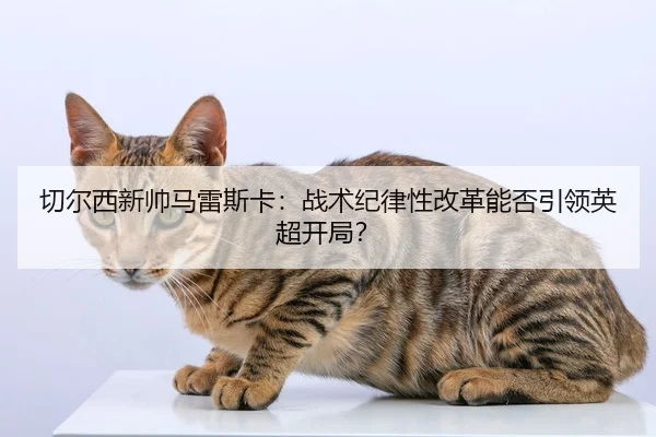 qie-er-xi-xin-shuai-ma-lei-si-ka-zhan-shu-ji-lv-xing-gai-ge-neng-fou-yin-ling-ying-chao-kai-ju-2-896.jpg